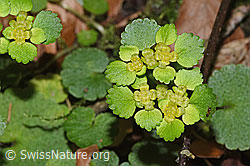Chrysosplenium alternifolium (F316958) Chrysosplenium alternifolium (F316958)