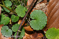 Wechselblättriges Milzkraut (Chrysosplenium alternifolium) (F316959) Wechselblättriges Milzkraut (Chrysosplenium alternifolium) (F316959)