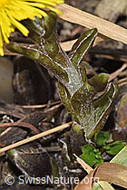 Tussilago farfara (F316962) Tussilago farfara (F316962)