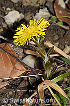 Tussilago farfara (F316963) Tussilago farfara (F316963)