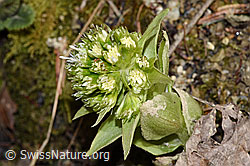 Weisse Pestwurz (Petasites albus) (F316967) Weisse Pestwurz (Petasites albus) (F316967)