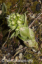Weisse Pestwurz (Petasites albus) (F316968) Weisse Pestwurz (Petasites albus) (F316968)