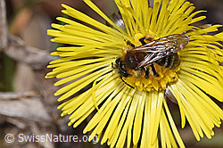Andrena bicolor on Tussilago farfara (F316992) Andrena bicolor on Tussilago farfara (F316992)