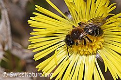 Andrena bicolor on Tussilago farfara (F316993) Andrena bicolor on Tussilago farfara (F316993)
