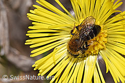 Andrena bicolor on Tussilago farfara (F316995) Andrena bicolor on Tussilago farfara (F316995)
