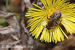 Andrena bicolor on Tussilago farfara (F316996) Andrena bicolor on Tussilago farfara (F316996)