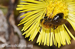 Andrena bicolor on Tussilago farfara (F316997) Andrena bicolor on Tussilago farfara (F316997)