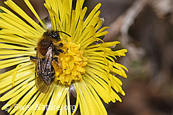 Andrena bicolor on Tussilago farfara (F316998) Andrena bicolor on Tussilago farfara (F316998)