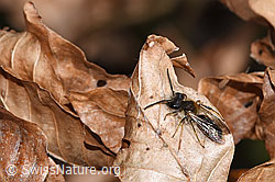 Andrena haemorrhoa (F317023) Andrena haemorrhoa (F317023)