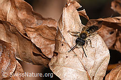 Andrena haemorrhoa (F317024) Andrena haemorrhoa (F317024)