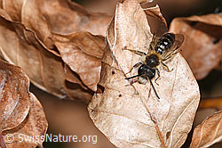 Andrena haemorrhoa (F317026) Andrena haemorrhoa (F317026)