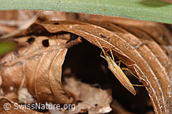 Stenodema laevigata (F317029) Stenodema laevigata (F317029)
