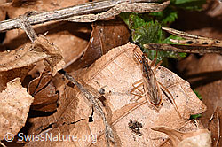 Nabis rugosus (F317039) Nabis rugosus (F317039)