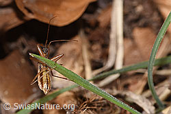 Nabis rugosus (F317041) Nabis rugosus (F317041)