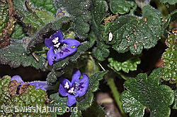 Glechoma hederacea (F317064) Glechoma hederacea (F317064)