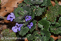 Glechoma hederacea (F317065) Glechoma hederacea (F317065)