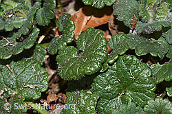Glechoma hederacea (F317067) Glechoma hederacea (F317067)