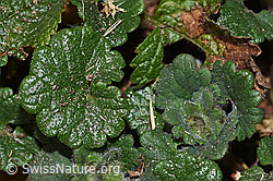 Glechoma hederacea (F317068) Glechoma hederacea (F317068)