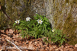 F317071: Buschwindröschen (Anemone nemorosa)