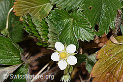 Fragaria vesca (F317073) Fragaria vesca (F317073)