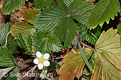 Wald-Erdbeere (Fragaria vesca) (F317074) Wald-Erdbeere (Fragaria vesca) (F317074)