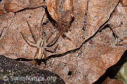 Pisaura mirabilis (F317078)