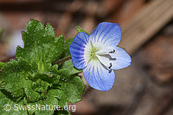 Veronica persica (09.03.2026, F317094) Veronica persica (09.03.2026, F317094)
