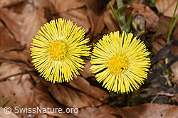 Tussilago farfara (09.03.2026, F317113) Tussilago farfara (09.03.2026, F317113)