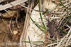 F317148: Enoplops scapha (Randwanze)