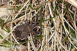 Enoplops scapha (13.03.2026, F317155) Enoplops scapha (13.03.2026, F317155)