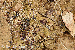 Nomada panzeri (F317168)