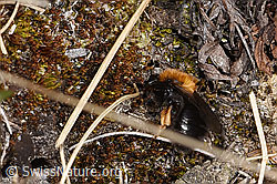 Andrena bicolor (F317183) Andrena bicolor (F317183)
