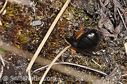 Andrena bicolor (F317186) Andrena bicolor (F317186)