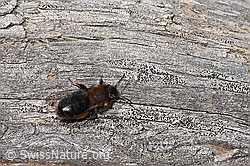 Andrena bicolor (F317189) Andrena bicolor (F317189)