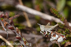 Euthystira brachyptera (13.03.2026, F317224) Euthystira brachyptera (13.03.2026, F317224)