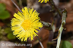 F317254: Huflattich (Tussilago farfara)