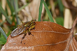 Scathophaga stercoraria (F317287) Scathophaga stercoraria (F317287)