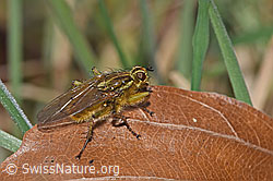 Scathophaga stercoraria (F317289) Scathophaga stercoraria (F317289)
