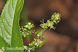F317293: Wald-Bingelkraut (Mercurialis perennis)
