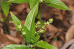 F317295: Wald-Bingelkraut (Mercurialis perennis)