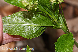F317296: Wald-Bingelkraut (Mercurialis perennis)