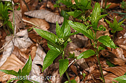 F317297: Wald-Bingelkraut (Mercurialis perennis)