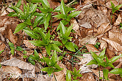 F317299: Wald-Bingelkraut (Mercurialis perennis)
