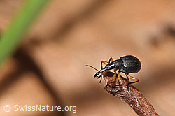 Protapion fulvipes (F317315)
