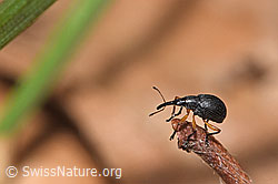Protapion fulvipes (F317317)