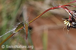 F317324: Feld-Hainsimse (Luzula campestris)