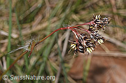 F317325: Feld-Hainsimse (Luzula campestris)