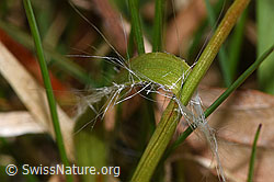 F317326: Feld-Hainsimse (Luzula campestris)