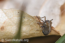 F317330: Rispenspornzikade (Ribautodelphax albostriata)