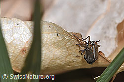 F317332: Rispenspornzikade (Ribautodelphax albostriata)